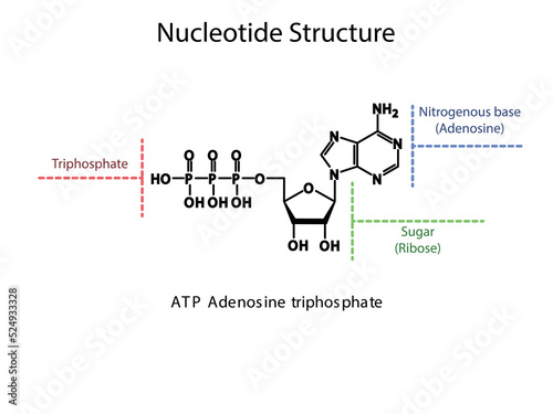 ATP Adenosine triphosphate Nucleoside molecular structure diagram on white background. DNA and RNA building block consisting of nitrogenous base, sugar and phosphate.