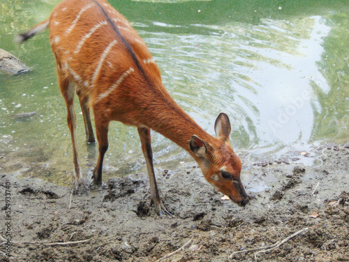 sitatunga antelope in the water photo