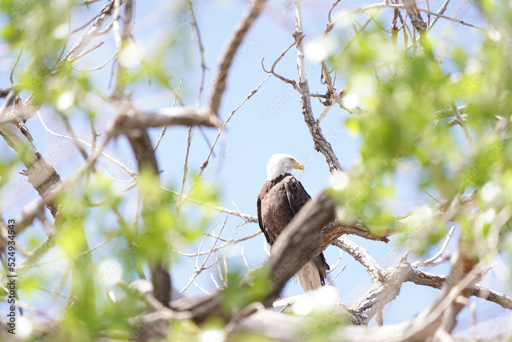 bald eagle