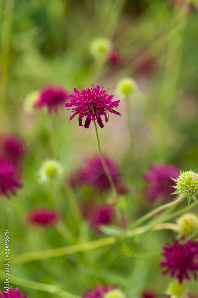 Purple flower close-up, Beemdkrona, Knautia Macedonian, perennial plant bush garden, selective focus,pink flower in the garden Purple flower close-up, Beemdkrona, Knautia Macedonian, perennial plant bush garden, selective focus,pink flower in the garden