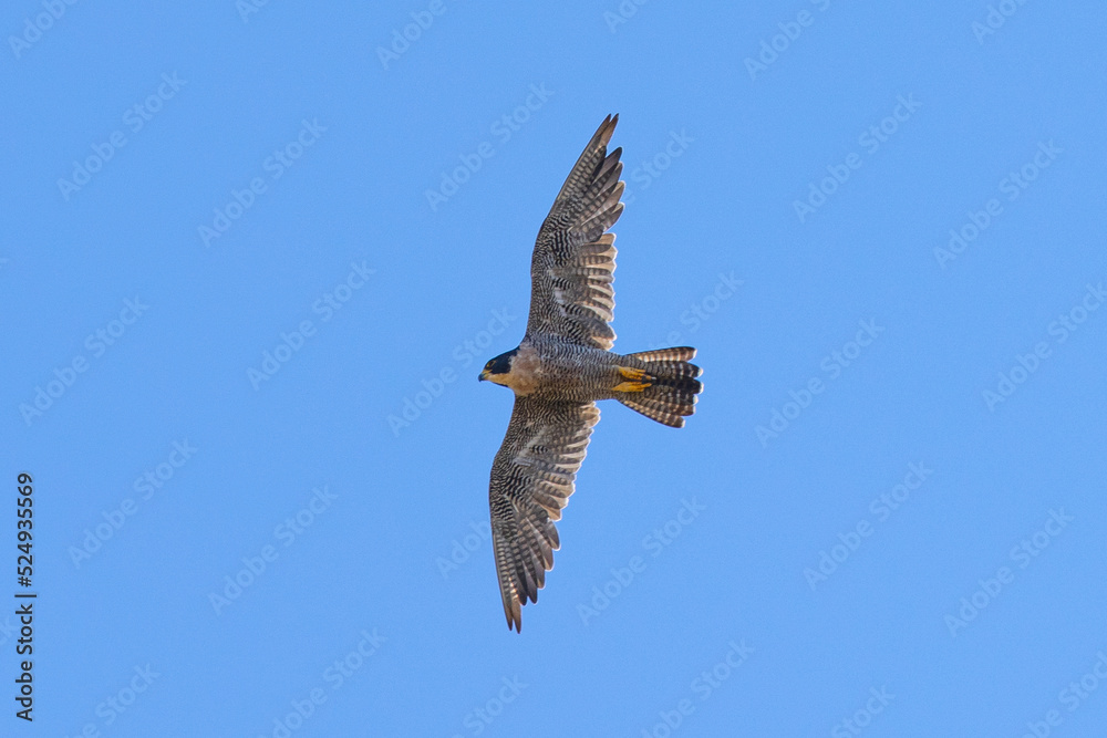 Close view of a Peregrine Falcon flying, seen in the wild in North California Close view of a Peregrine Falcon flying, seen in the wild in North California