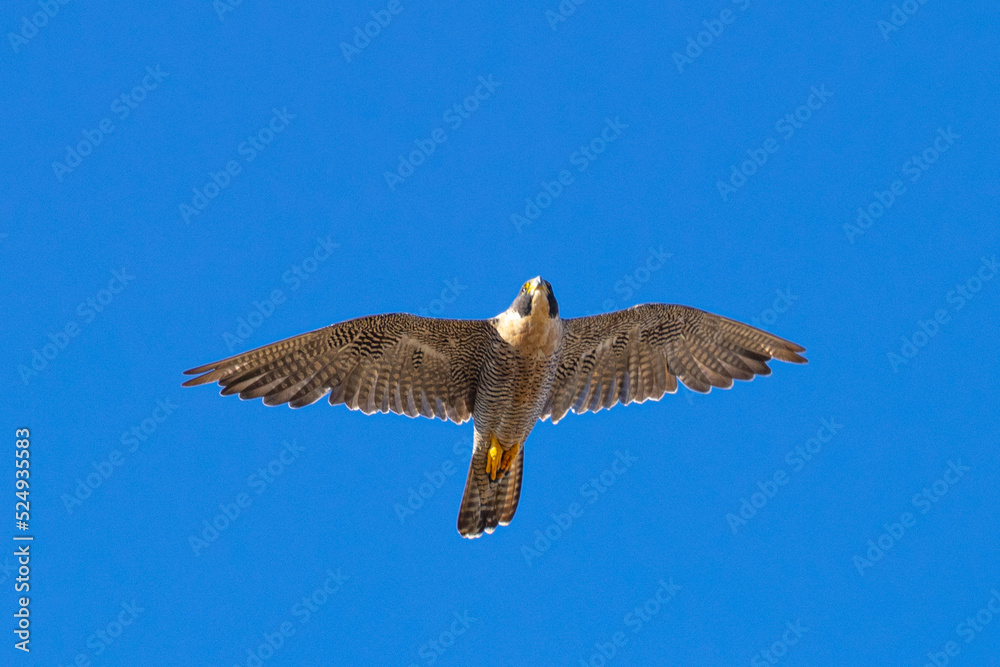 Obraz premium Close view of a Peregrine Falcon flying, seen in the wild in North California