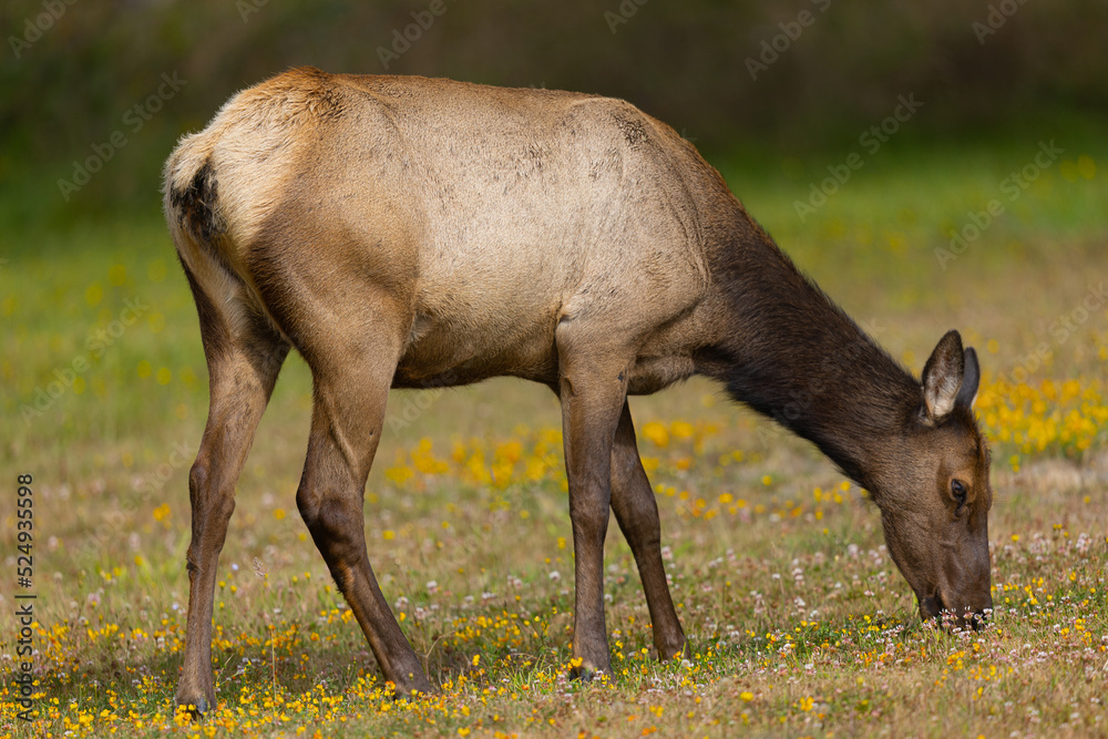 Young Roosevelt elk (Olympic elk / wapiti) , seen in the wild in North California Young Roosevelt elk (Olympic elk / wapiti) , seen in the wild in North California