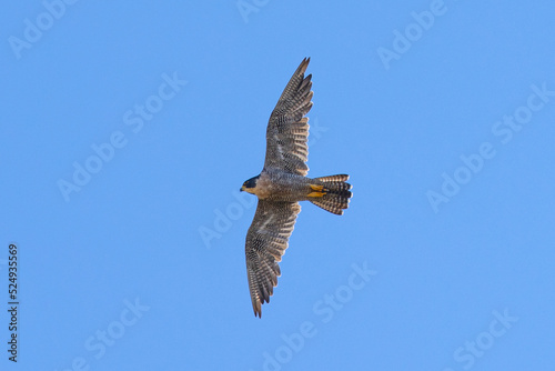 Close view of a Peregrine Falcon flying, seen in the wild in North California