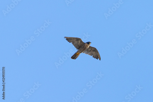 Close view of a Peregrine Falcon flying, seen in the wild in North California