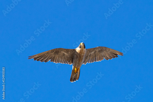 Close view of a  Peregrine Falcon flying  seen in the wild in North California