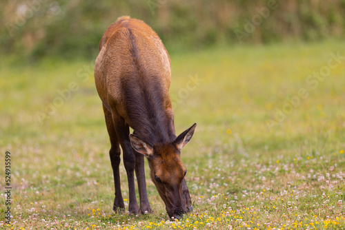 Young Roosevelt elk (Olympic elk / wapiti) , seen in the wild in North California