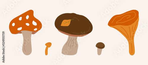 A set of mushrooms. Poisonous and edible mushrooms, chanterelles, fly agaric and truffle, honey mushrooms. An isolated set of vector illustrations. Types of wild forest mushrooms.