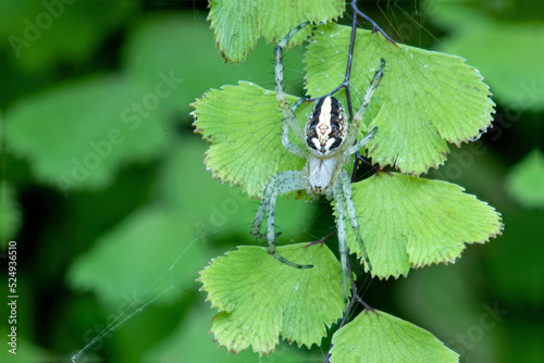 Western Spotted Orbweaver (Neoscona oaxacensis) photo