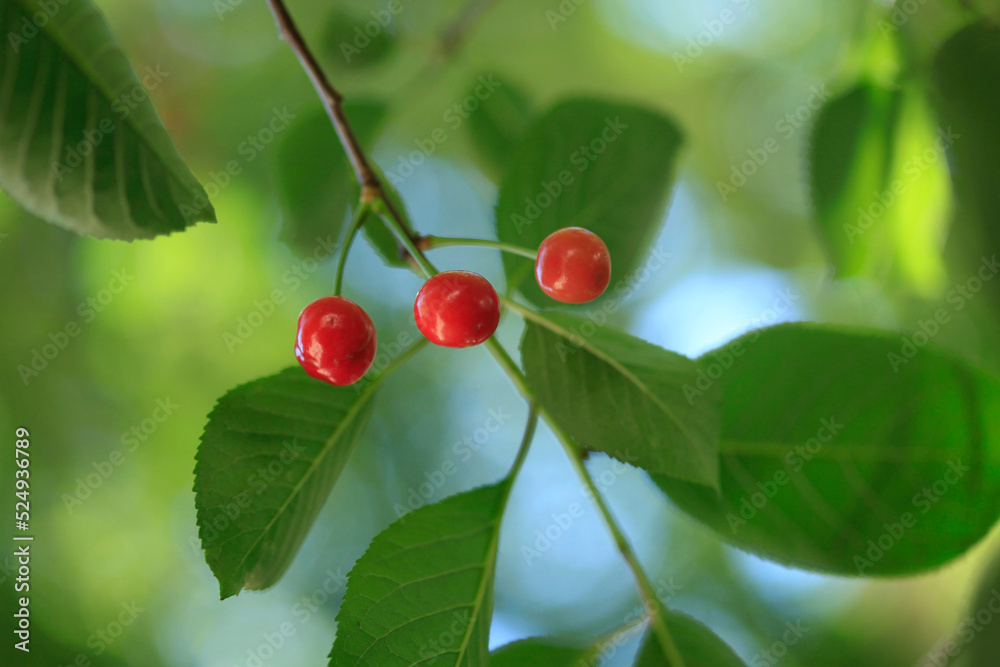 Red sweet cherry on tree