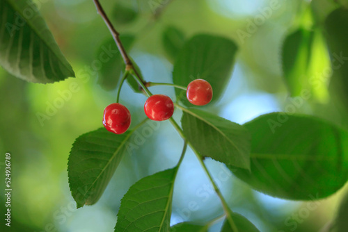 Red sweet cherry on tree