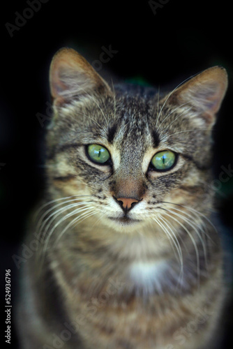 Portrait of grey fluffy cat