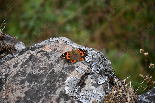 Butterfly on a rock, Nepal