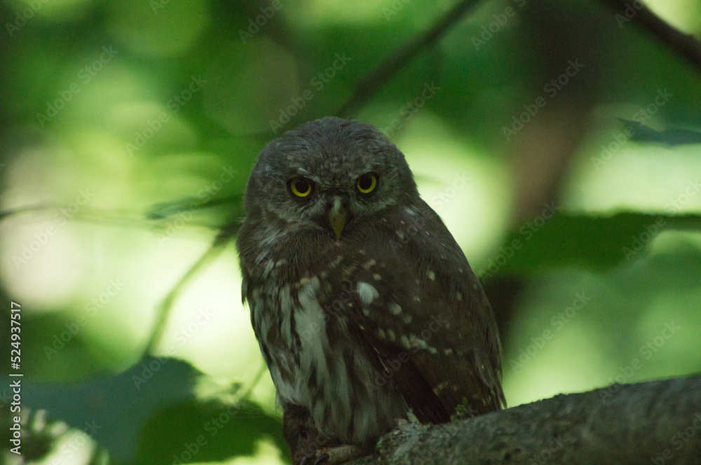 Fototapeta premium Small owl(maybe Glaucidium passerinum) sitting on tree branch with mouse in claws