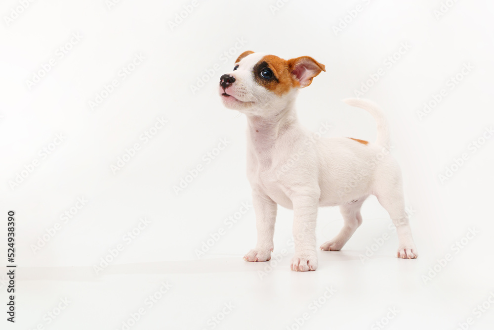 a jack russell terrier puppy on a white background. poster