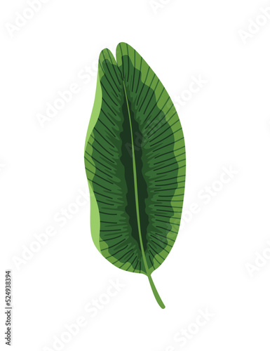 Tropical leaves plant. Exotic foliage. Green decorative jungle plant. Vector hand drawn botanical graphic element