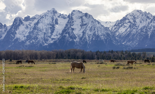 Wild Horse on a green grass field with American Mountain Landscape in Background. Grand Teton National Park, Wyoming, United States of America. © edb3_16