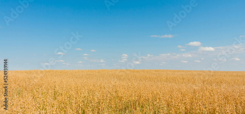 Field of growing oats