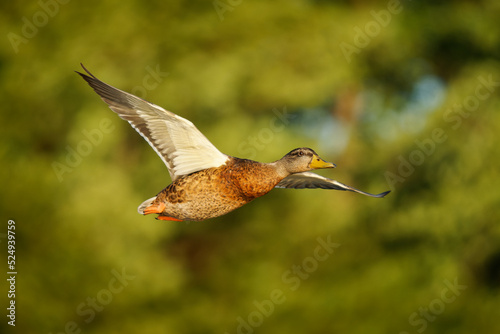 Mallard or wild duck - Anas platyrhynchos is duck from Americas, Eurasia and North Africa, introduced to New Zealand, Australia and South Africa, subfamily Anatinae of family Anatidae, flying bird © phototrip.cz