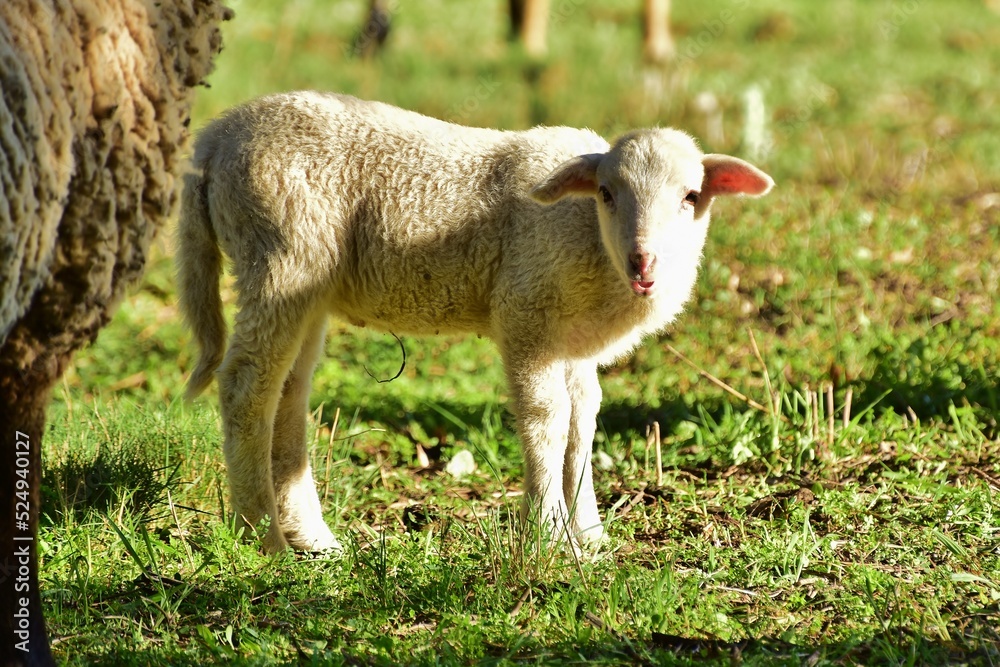 Naklejka premium Dans l'intimité des moutons