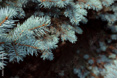 The freshness of the coniferous forest. Branch of blue spruce in sunny weather. Custom Christmas background. Warm winter holiday concept. Background for New Year and winter cards and invitations.