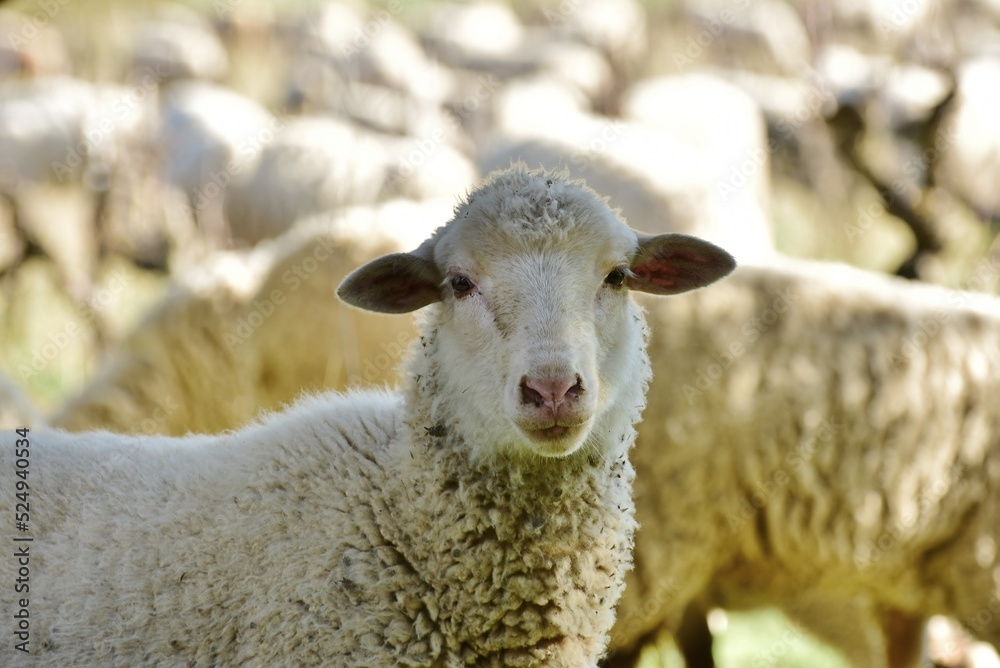 Dans l'intimité des moutons