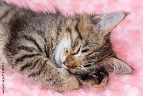 Cute little striped kitten sleeping on a pink fur blanket, close-up.