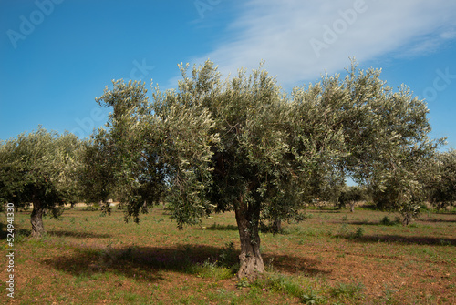 There are several olive trees in an olive field in Sicily. The trees are green, the sky is blue. There are white clouds in the sky.