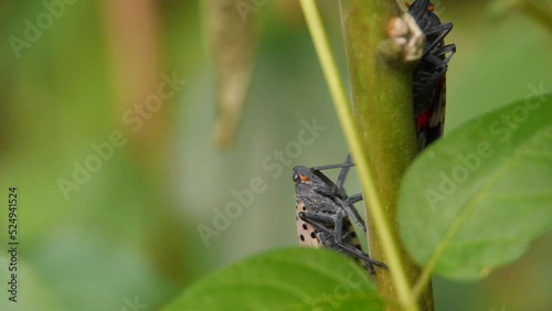 Spotted Lanternflies on Tree photo