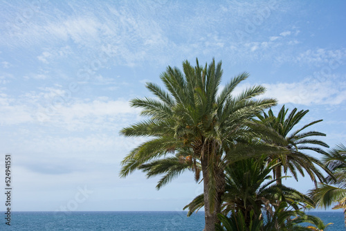 Palm trees by the sea with blue sky