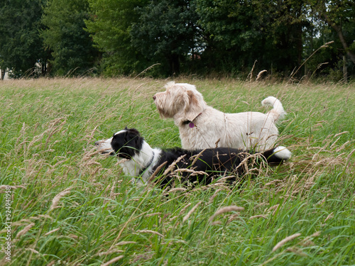 Dogs in a field of long grass photo