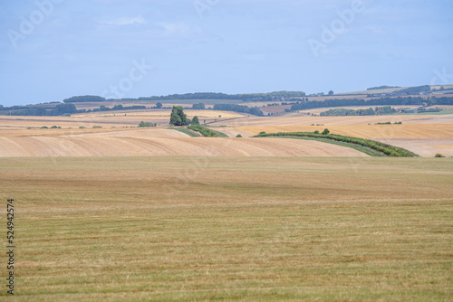 parched beige summer agricultural rolling landscape, clear blue sky