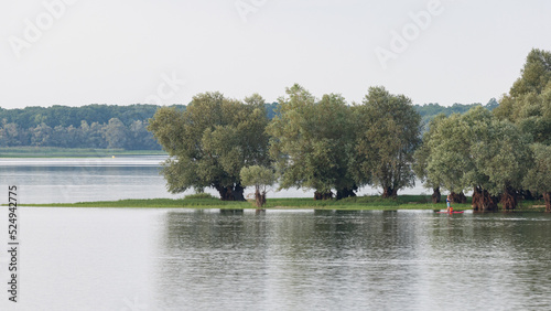 фотографія Salix cinerea - Grey Willow - Saule gris - Saule cendré
