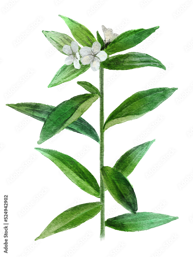 Naklejka premium シコンの水彩画イラスト挿し絵