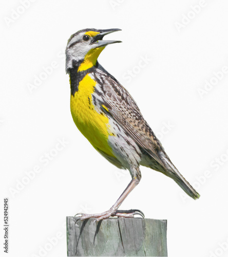 eastern meadowlark - Sturnella magna - perched on wood fence post looking behind with mouth wide open, yellow breast striped through eye, isolated cutout on white background photo