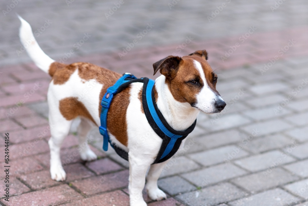 Jack Russell Terrier, in the city, unloading.