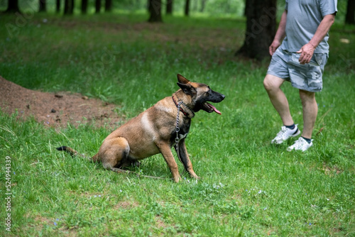 Belgian Shepherd, Malinois, for a walk in the park.