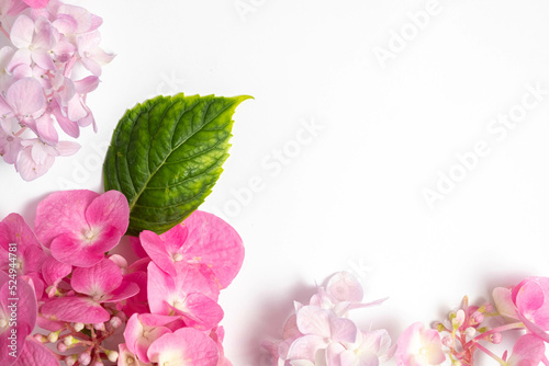 inflorescences of pink hydrangea and green leaves on a white background.