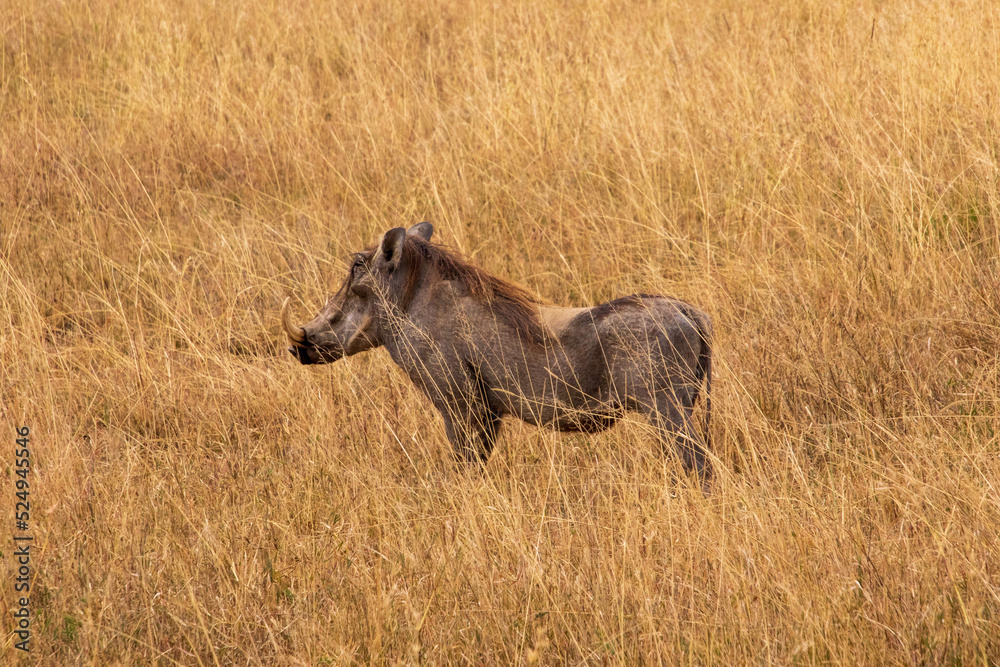 A warthog standing in the middle of a plain A warthog standing in the middle of a plain