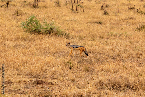 A standing jackal