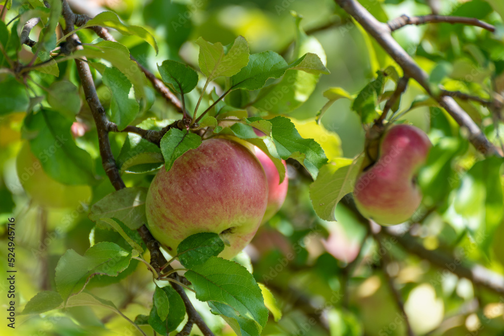 Ripe Apples On The Tree In August Ripe Apples On The Tree In August