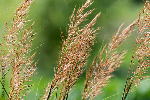 Yellow Indian Grass Waving In The Wind photo