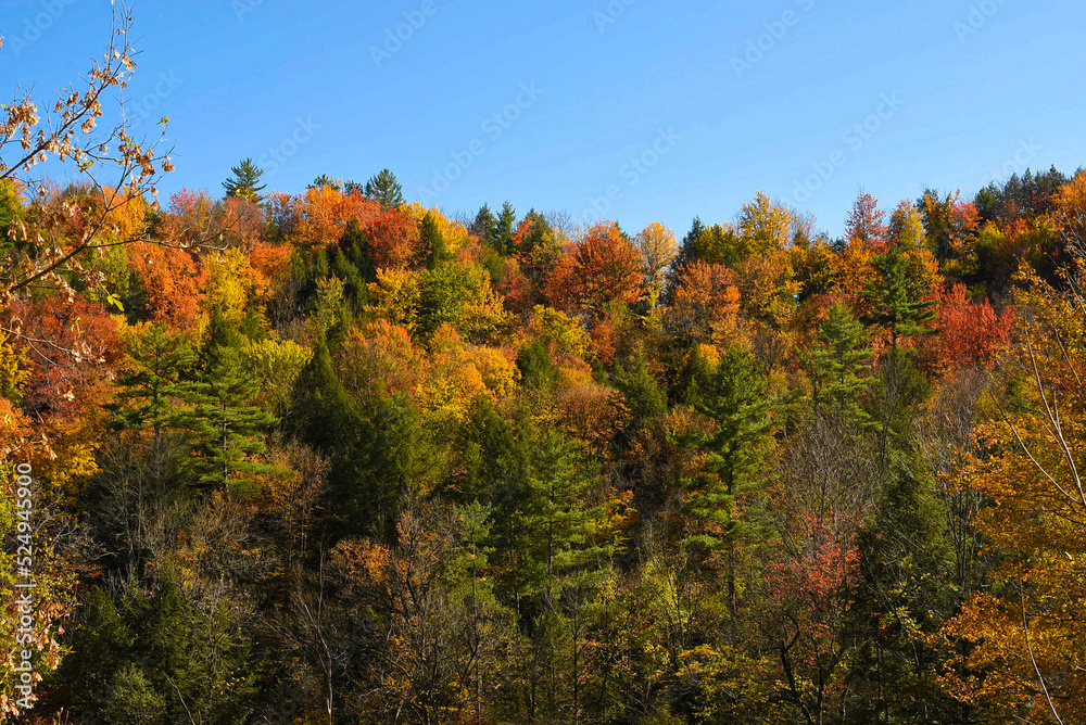 Fototapeta premium autumn in the Vermont forest