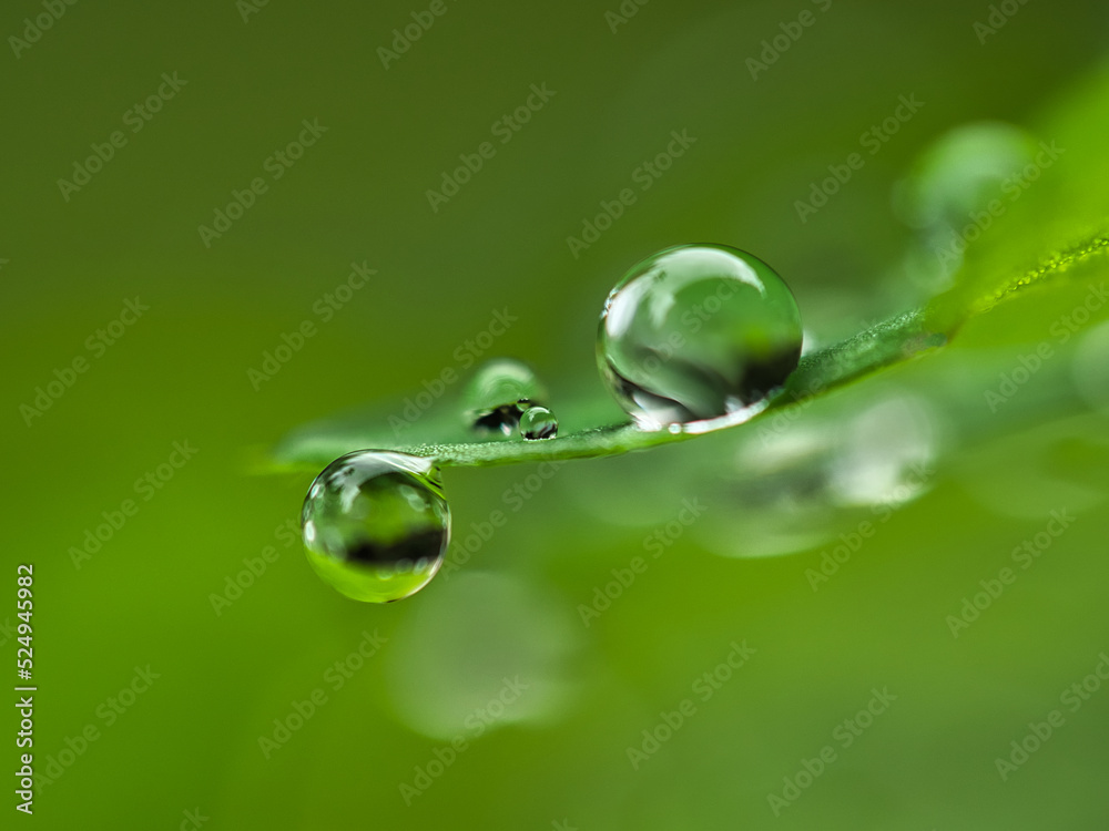 Grandes gotas de agua sobre hoja verde con fondo verde difuso Grandes gotas de agua sobre hoja verde con fondo verde difuso