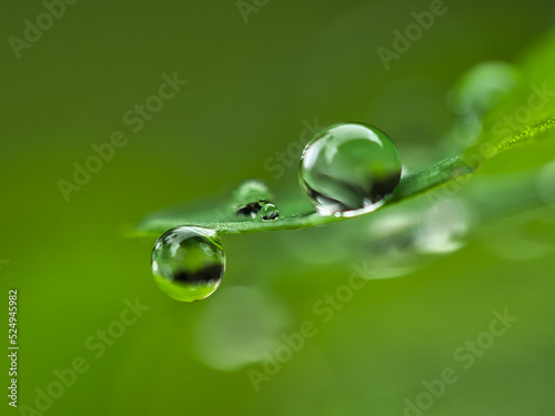 Grandes gotas de agua sobre hoja verde con fondo verde difuso