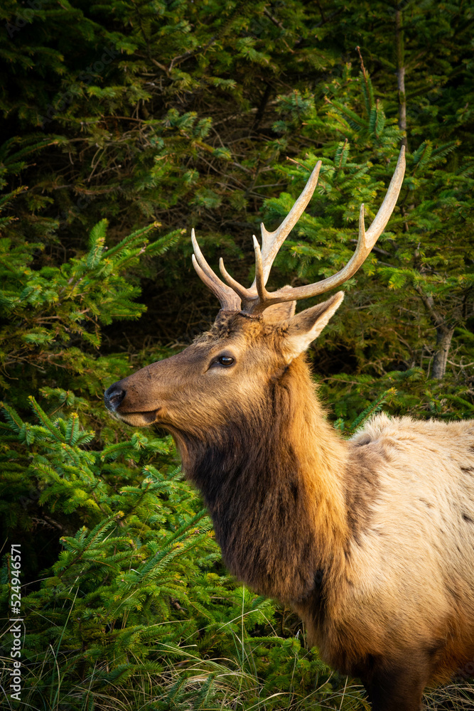 Fototapeta premium Roosevelt Elk in a Humboldt County forest