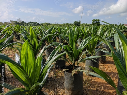 Young oil palm seedlings in oil palm nurseries photo