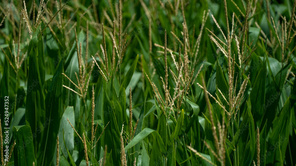 planta rural planta natureza verde planta rural planta natureza verde