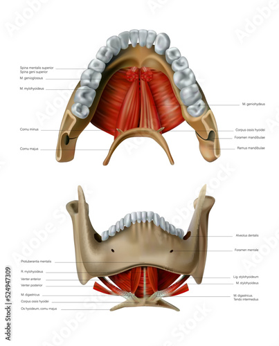 The anatomy and location of the bone and hyoid muscles of the human lower jaw. Vector 3D illustration
