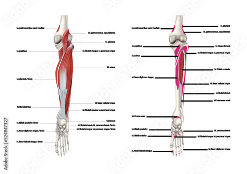 Places of origin and attachment of the posterior muscle group on the surface of the bones of the lower leg, rear view. Vector 3D illustration